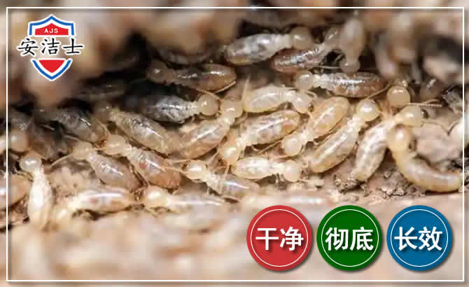 三亚白蚁防治