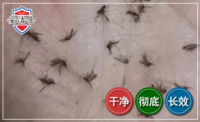 三亚蚊子防治-灭蚊