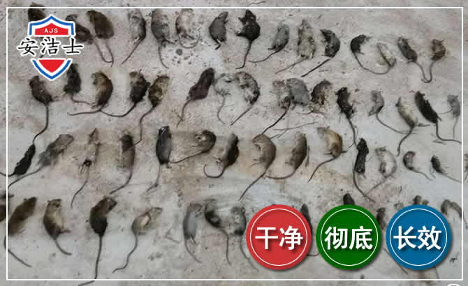 三亚鼠害防治-灭鼠