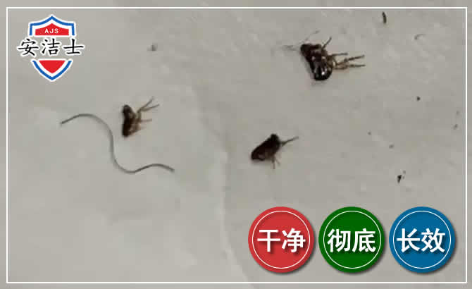 三亚跳蚤防治-灭跳蚤