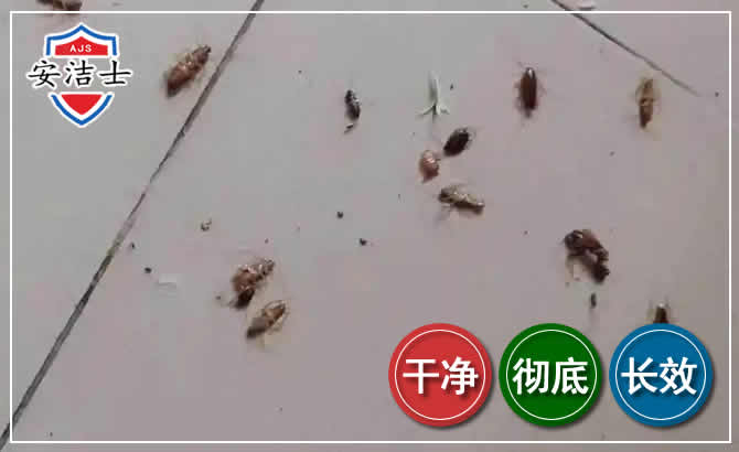 三亚蟑螂防治-灭蟑螂
